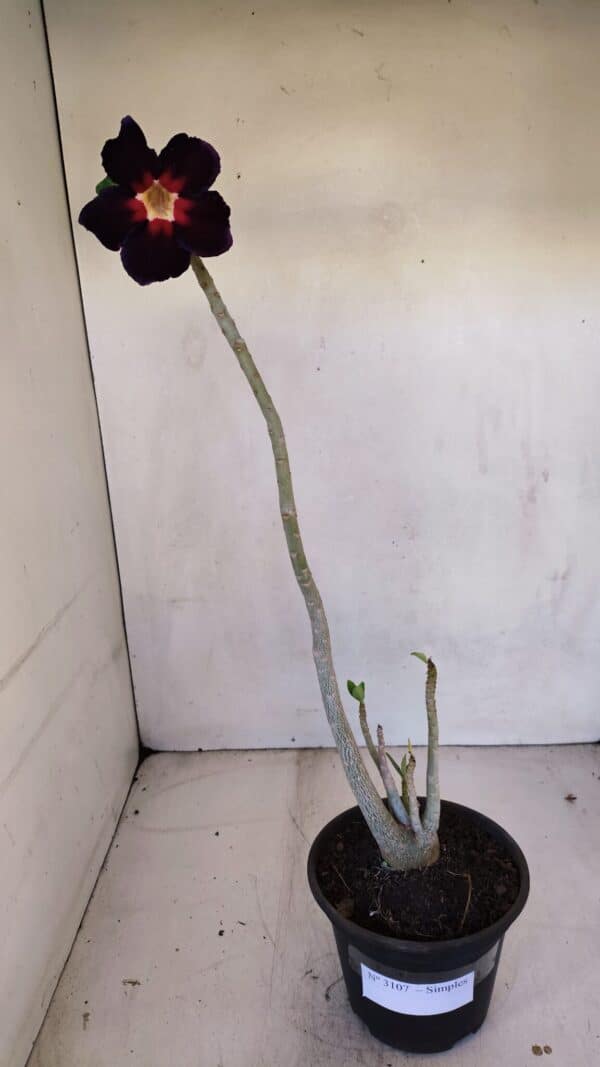 Planta Simples 3107 – 35cm – 03 anos - Imagem 2