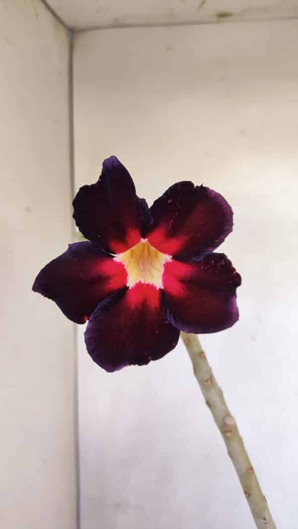Planta Simples 3107 – 35cm – 03 anos - Imagem 6