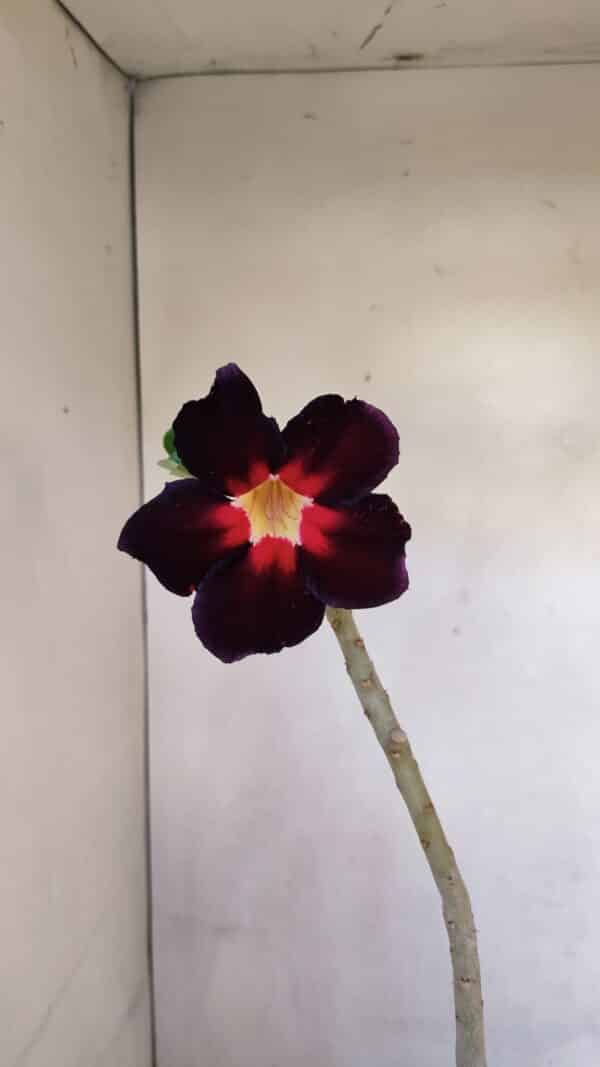 Planta Simples 3107 – 35cm – 03 anos - Imagem 1
