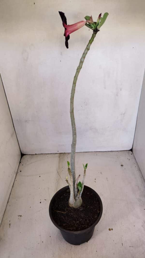 Planta Simples 3107 – 35cm – 03 anos - Imagem 7
