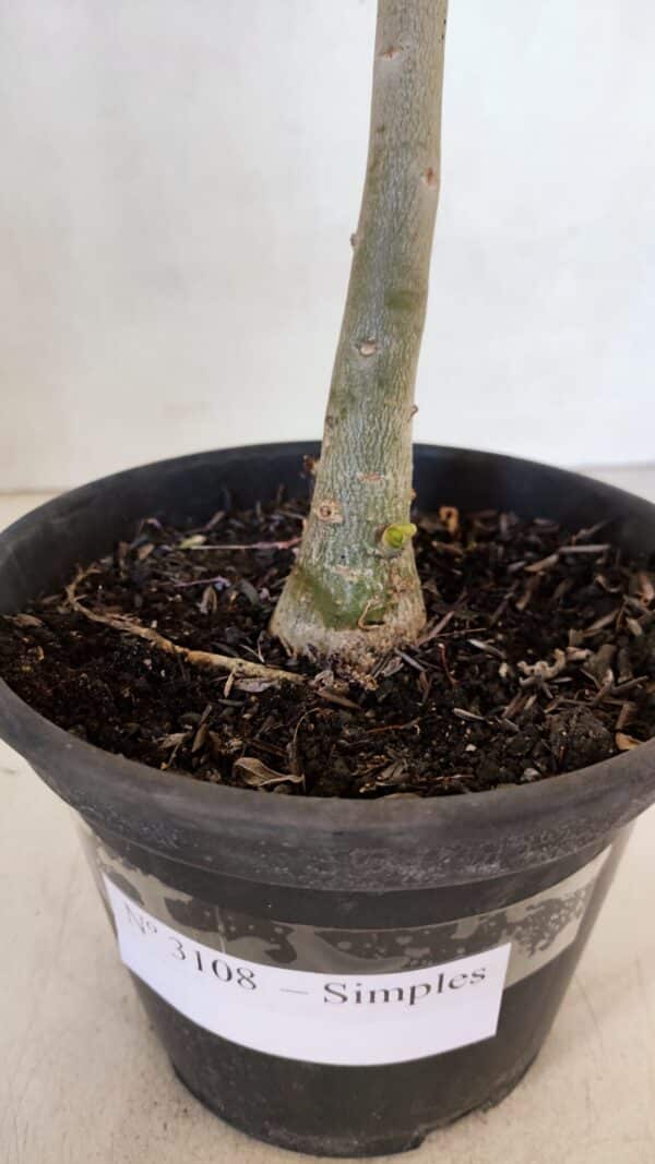 Planta Simples 3108 – 35cm – 03 anos - Imagem 6