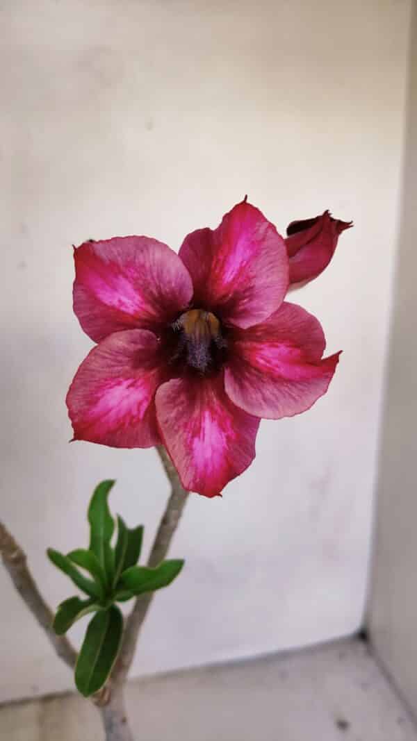 Planta Simples 3108 – 35cm – 03 anos - Imagem 1