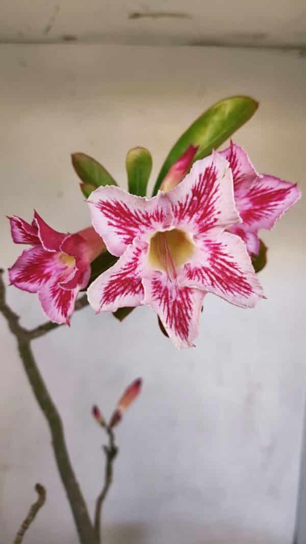 Planta Simples 3109 – 40cm – 03 anos - Imagem 3
