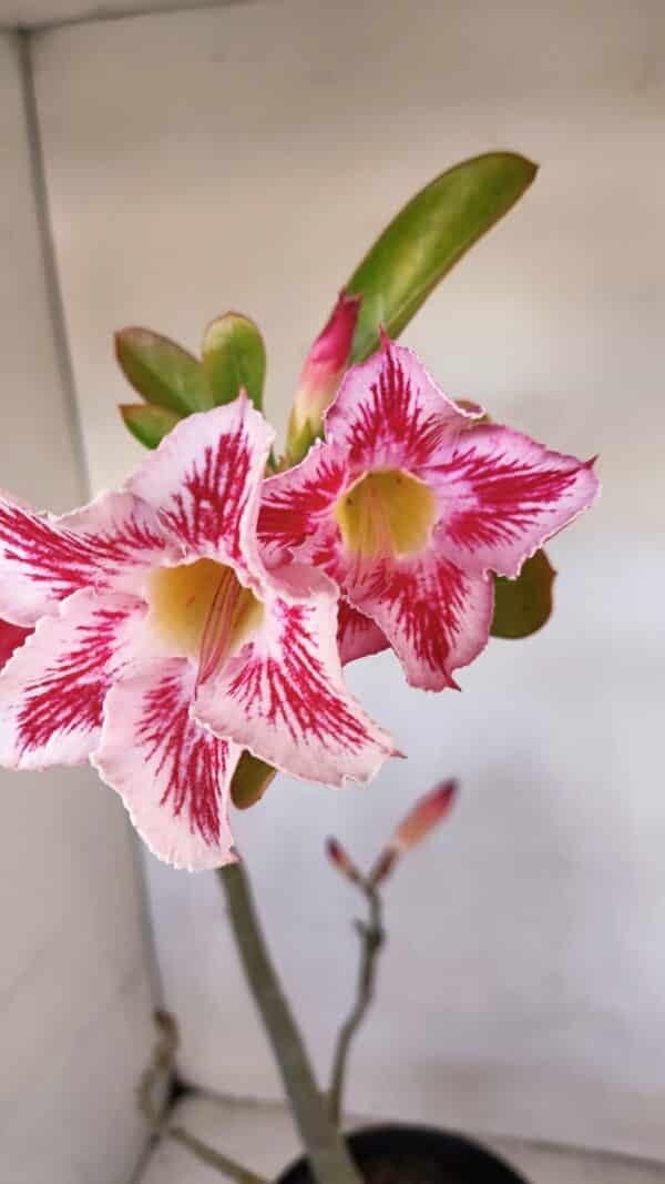 Planta Simples 3109 – 40cm – 03 anos - Imagem 1