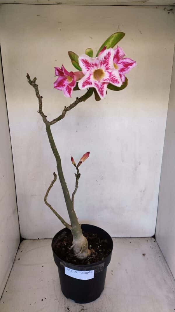 Planta Simples 3109 – 40cm – 03 anos - Imagem 9