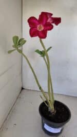 Planta Simples 3110 – 30cm – 02 anos - Imagem 2