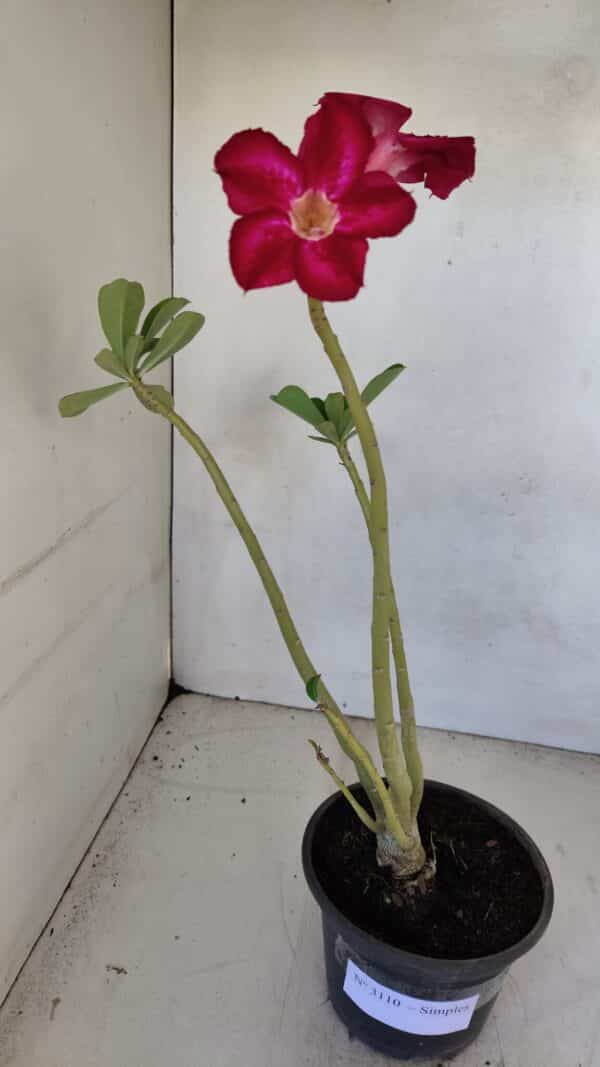Planta Simples 3110 – 30cm – 02 anos - Imagem 2