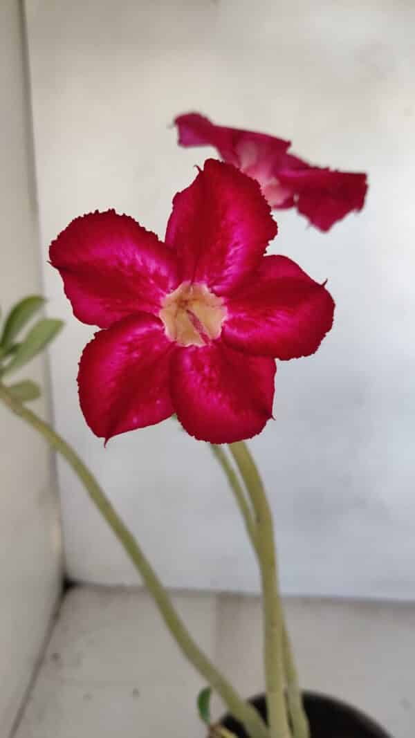 Planta Simples 3110 – 30cm – 02 anos - Imagem 1