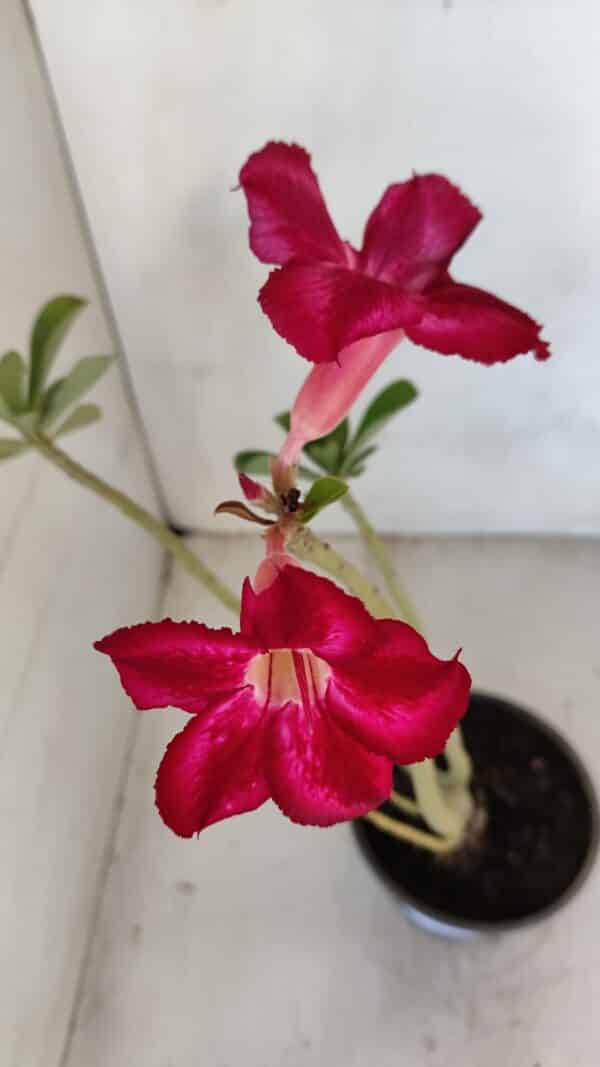 Planta Simples 3110 – 30cm – 02 anos - Imagem 4