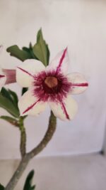 Planta Simples 3112 – 30cm – 02 anos - Imagem 3