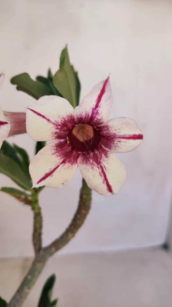Planta Simples 3112 – 30cm – 02 anos - Imagem 3
