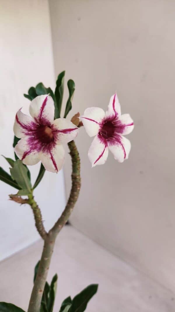 Planta Simples 3112 – 30cm – 02 anos - Imagem 1