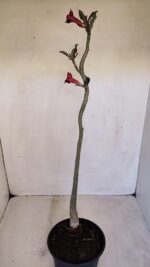 Planta Simples 3112 – 30cm – 02 anos - Imagem 7