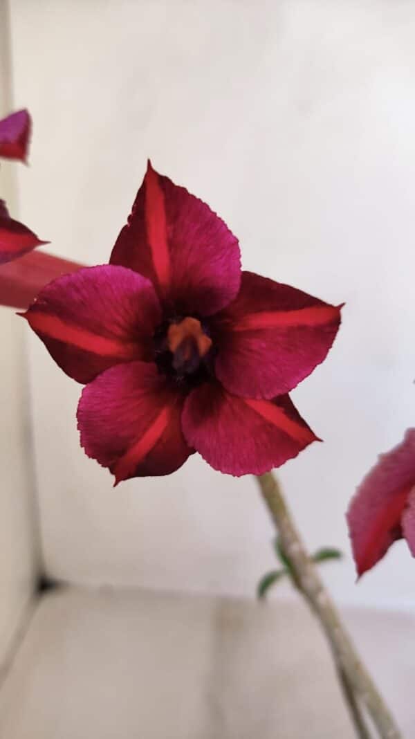 Planta Simples 3113 – 30cm – 02 anos - Imagem 1