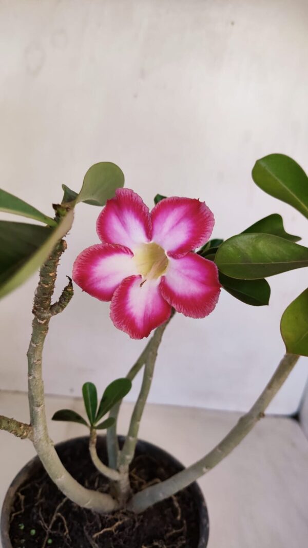 Planta Simples 3114 – 35cm – 03 anos - Imagem 5