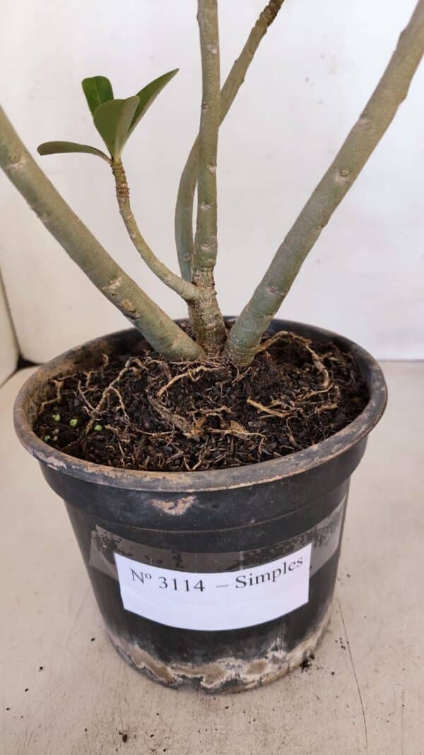Planta Simples 3114 – 35cm – 03 anos - Imagem 8