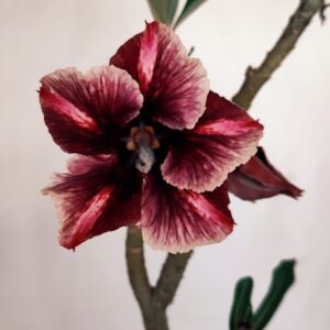 Planta Simples 3115 – 35cm – 03 anos