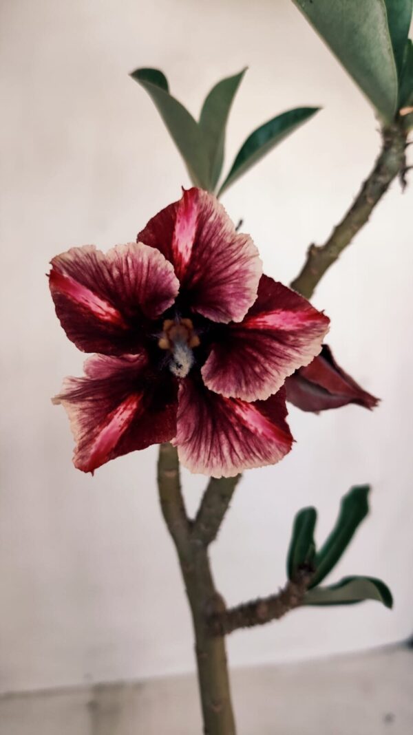 Planta Simples 3115 – 35cm – 03 anos - Imagem 1