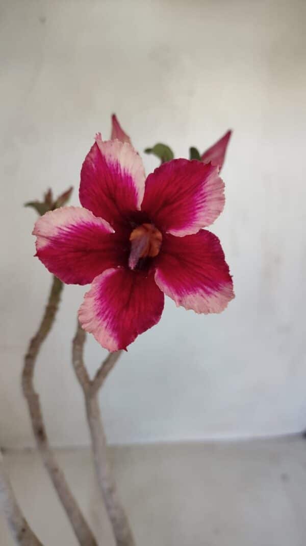 Planta Simples 3116 – 40cm – 03 anos - Imagem 1