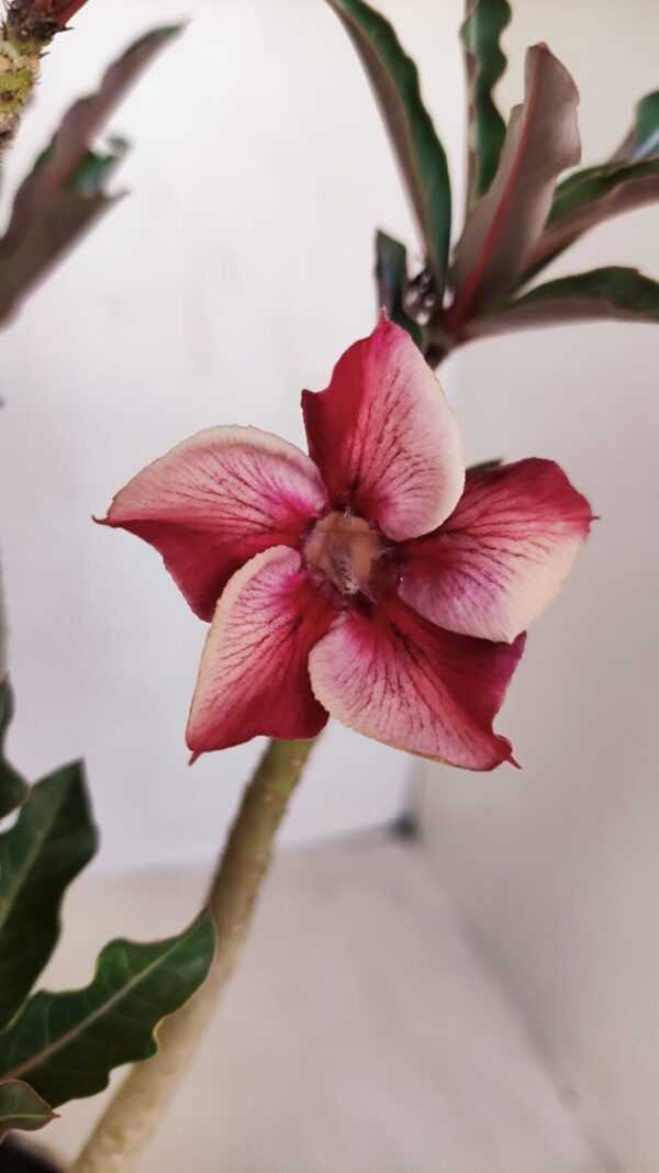 Planta Simples 3117 – 40cm – 03 anos - Imagem 1
