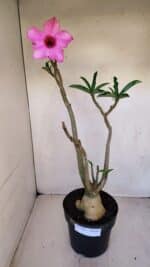 Planta Simples 3118 – 50cm – 04 anos