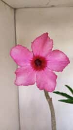 Planta Simples 3118 – 50cm – 04 anos - Imagem 3