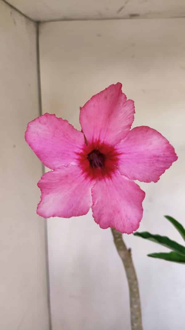 Planta Simples 3118 – 50cm – 04 anos - Imagem 3