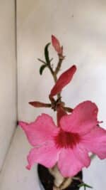 Planta Simples 3118 – 50cm – 04 anos - Imagem 4