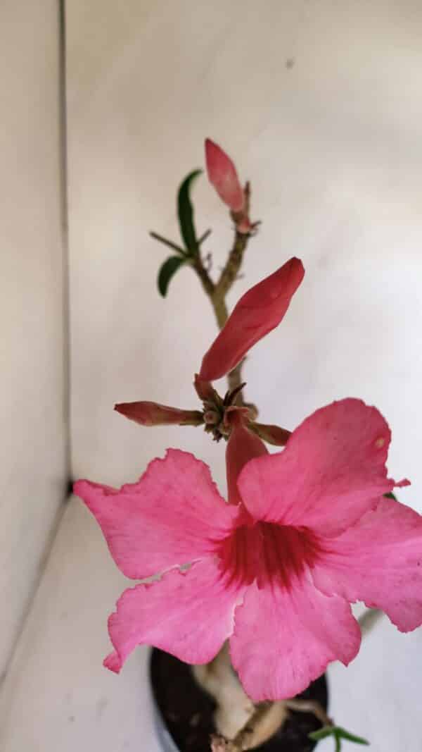 Planta Simples 3118 – 50cm – 04 anos - Imagem 4