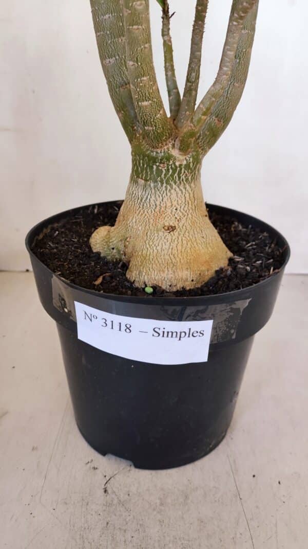 Planta Simples 3118 – 50cm – 04 anos - Imagem 5