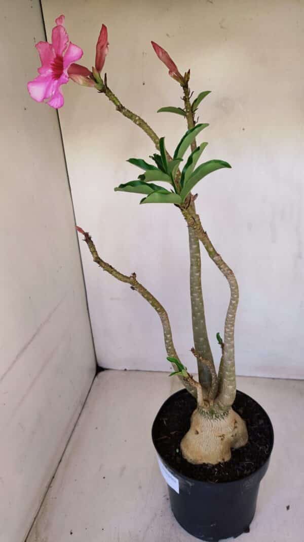 Planta Simples 3118 – 50cm – 04 anos - Imagem 8