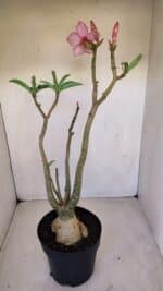 Planta Simples 3118 – 50cm – 04 anos - Imagem 7