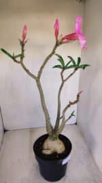 Planta Simples 3118 – 50cm – 04 anos - Imagem 6
