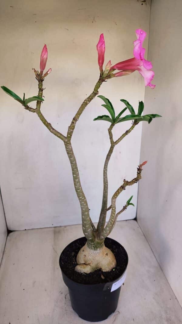 Planta Simples 3118 – 50cm – 04 anos - Imagem 6