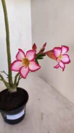 Planta Simples 3119 – 30cm – 03 anos - Imagem 4