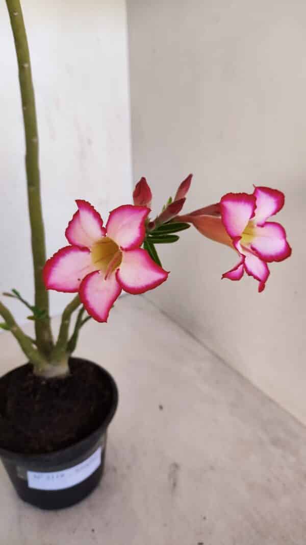 Planta Simples 3119 – 30cm – 03 anos - Imagem 4