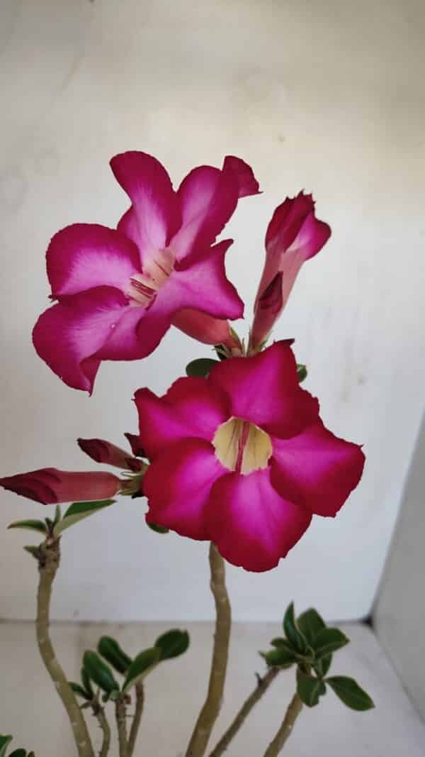 Planta Simples 3120 – 30cm – 03 anos - Imagem 1