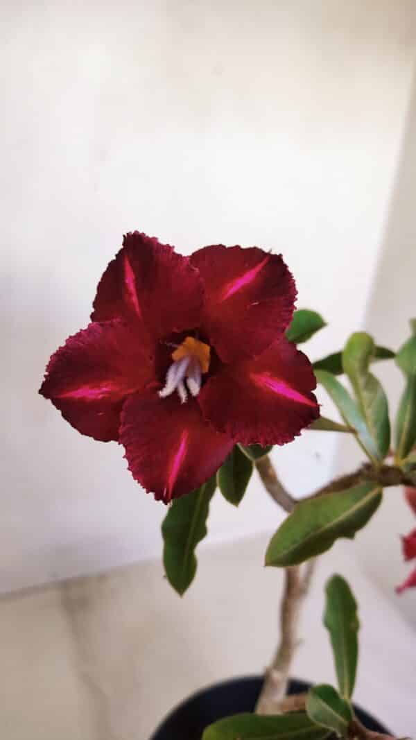 Planta Simples 3121 – 35cm – 03 anos - Imagem 1