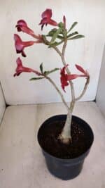 Planta Simples 3121 – 35cm – 03 anos - Imagem 7