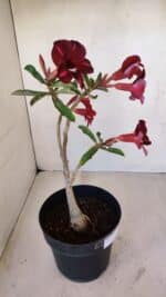 Planta Simples 3121 – 35cm – 03 anos - Imagem 6