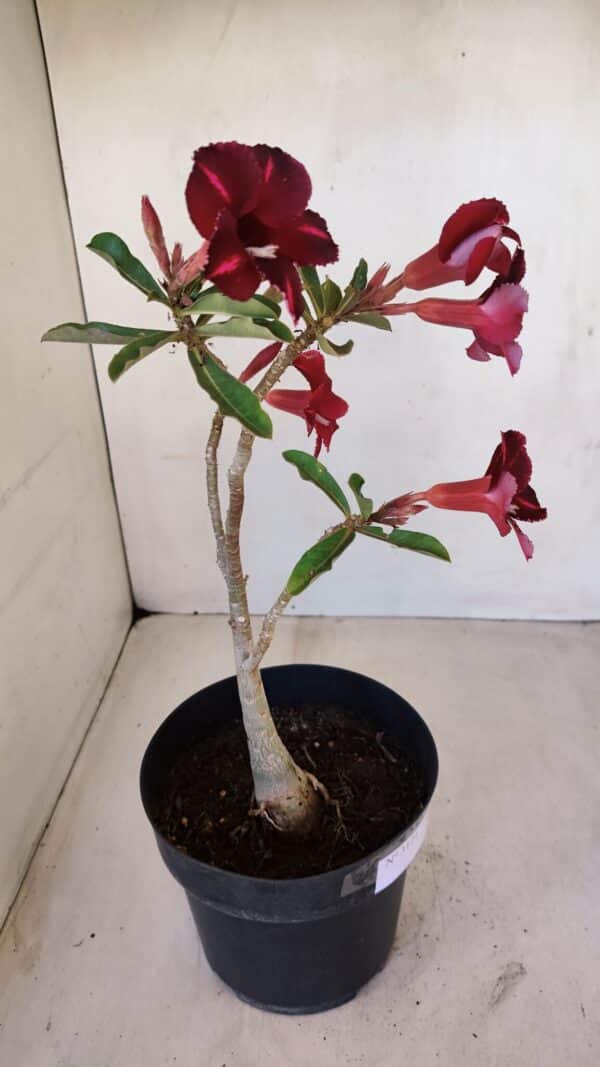 Planta Simples 3121 – 35cm – 03 anos - Imagem 6