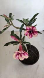 Planta Simples 3122 – 30cm – 02 anos - Imagem 5