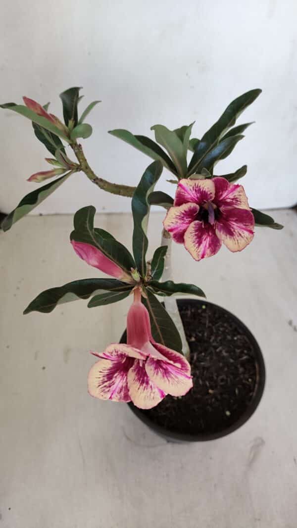 Planta Simples 3122 – 30cm – 02 anos - Imagem 5