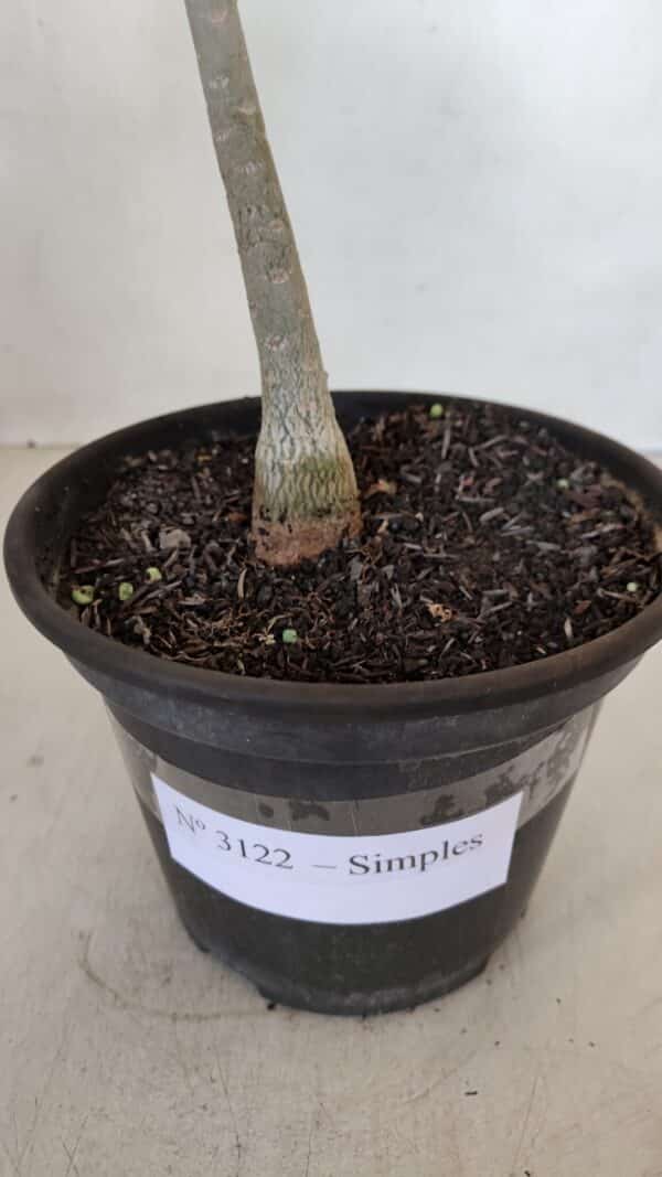 Planta Simples 3122 – 30cm – 02 anos - Imagem 7