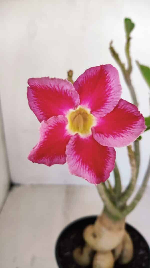 Planta Simples 3123 – 35cm – 03 anos - Imagem 1