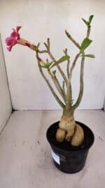 Planta Simples 3123 – 35cm – 03 anos - Imagem 8