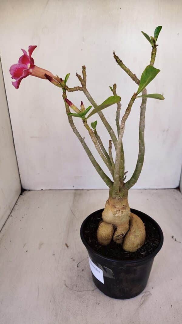 Planta Simples 3123 – 35cm – 03 anos - Imagem 8