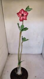 Planta Simples 3104 – 35cm – 03 anos - Imagem 6