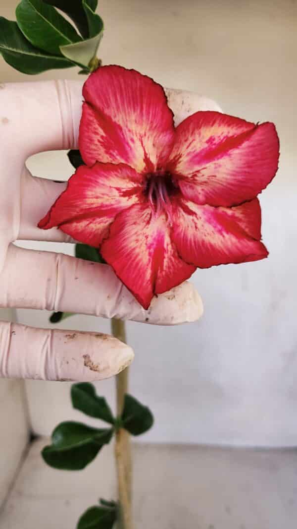 Planta Simples 3104 – 35cm – 03 anos - Imagem 1