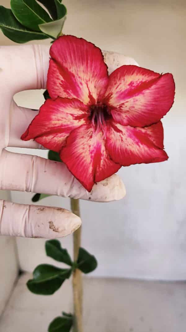Planta Simples 3104 – 35cm – 03 anos - Imagem 5